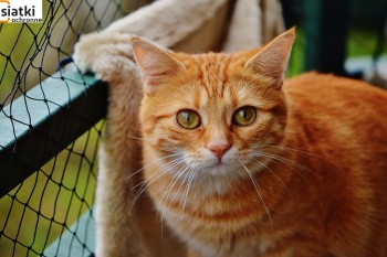 Siatki Ełk - Siatka sznurkowa na balkon dla kota dla terenów Ełk